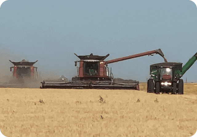 Combine harvester working in a golden wheat field under a clear sky.