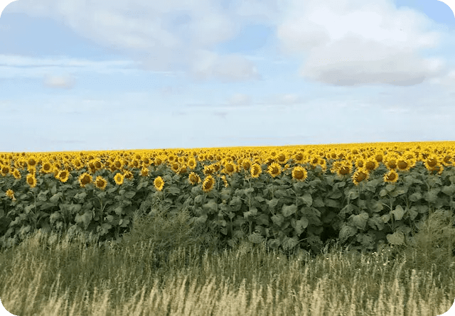 A vast field of sunflowers under a partly cloudy sky.