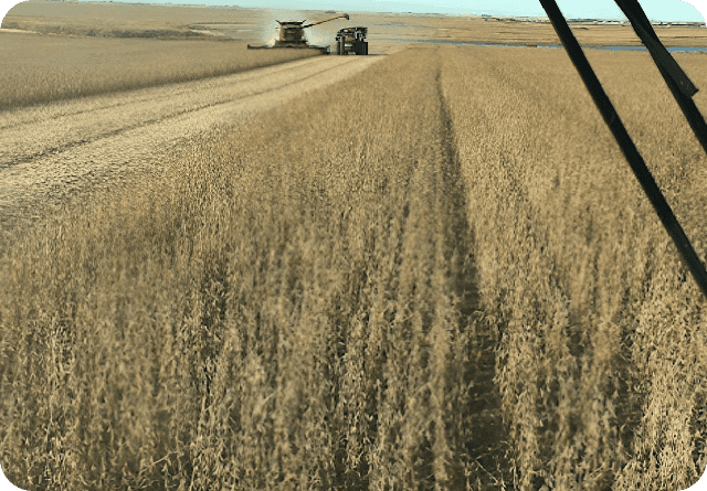 Harvesting wheat in a vast golden field with combines at work.